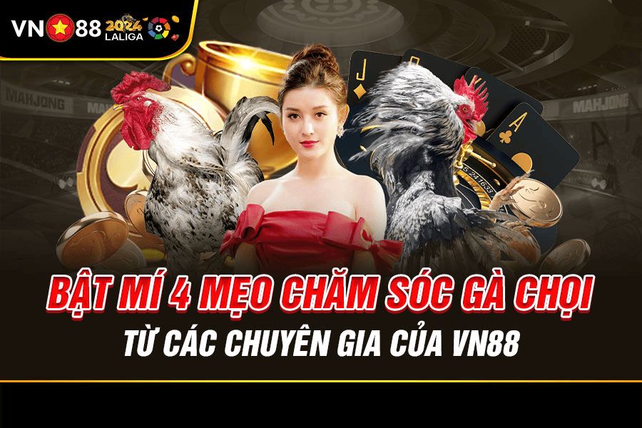 3.-Bật-Mí-4-Mẹo-Chăm-Sóc-Gà-Chọi-Từ-Các-Chuyên-Gia-Của-VN88